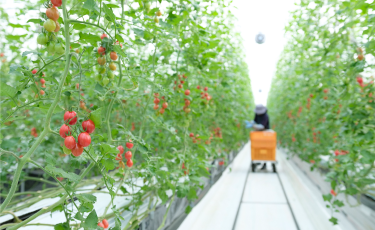 ビニールハウス内